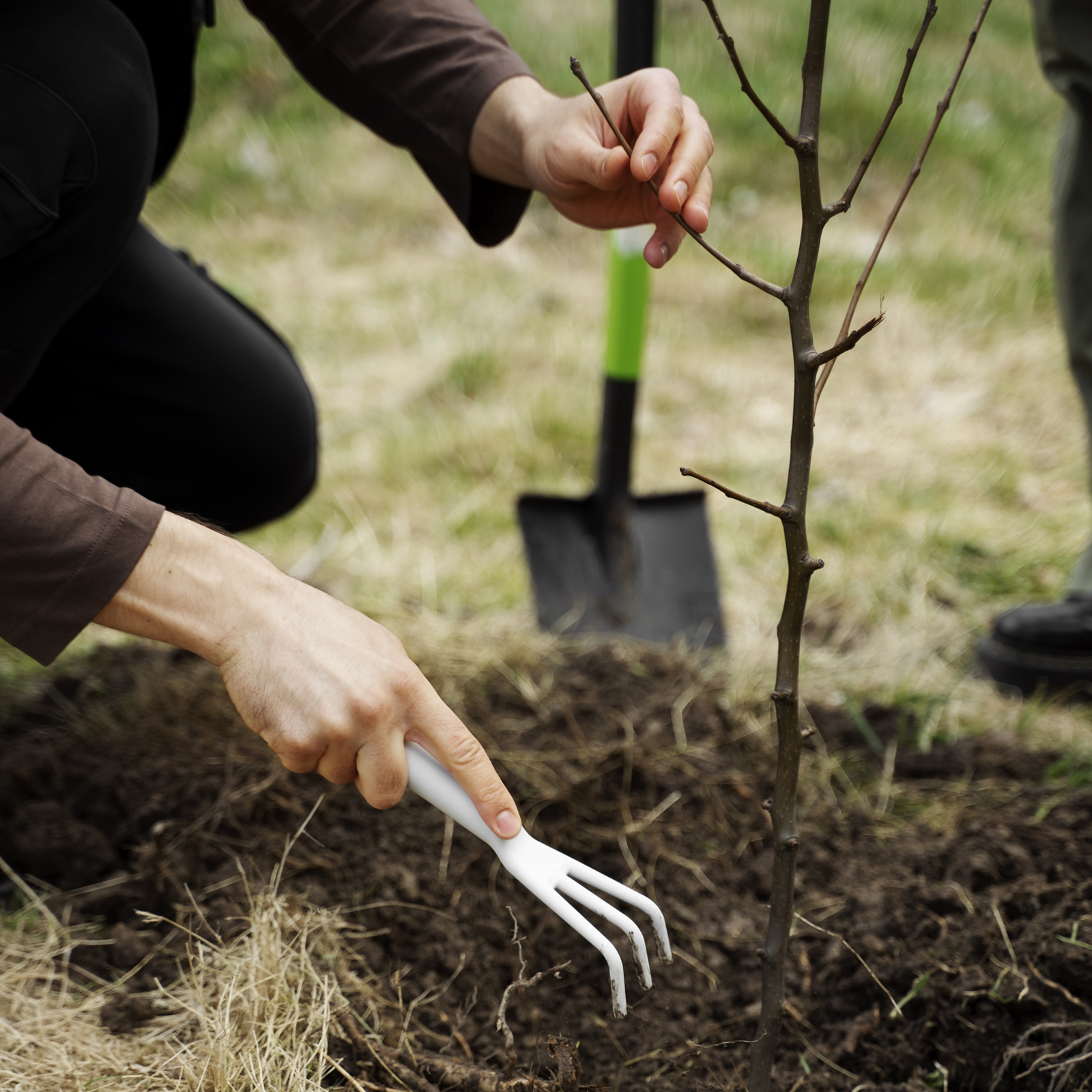 Bomen plantactie