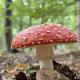 Paddenstoelen en pannenkoeken in het Blaasvelds Broek © Thijs Declercq Paddenstoelen en pannenkoeken in het Blaasvelds Broek © Thijs Declercq