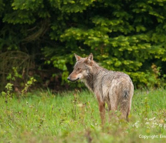 Wolf - copyright Ernesto Zvar.jpg